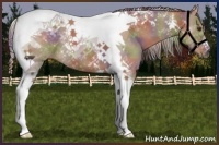 Horse Color:Nacre Liver Red Dun Tobiano 