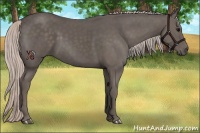Horse Color:Silver Black 