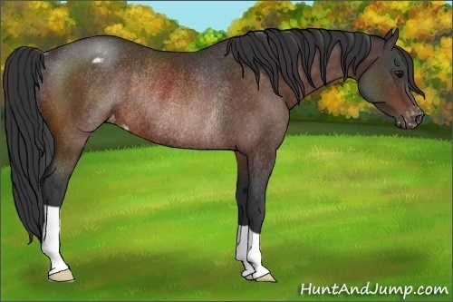 Horse Color:Bay Appaloosa Rabicano