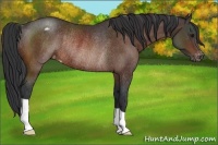 Horse Color:Bay Appaloosa Rabicano 