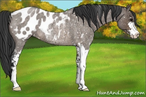 Horse Color:Brown Roan Dun Sabino Appaloosa Rabicano
