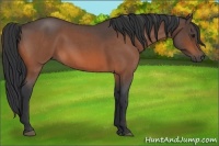 Horse Color:Bay Roan 