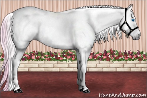 Horse Color:Gray Watercolor Chocolate Palomino Onyx Splash Tobiano Rabicano 