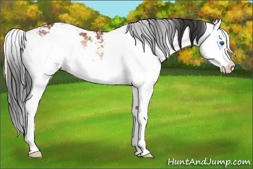Horse Color:Bay Onyx Sabino Splash Rabicano 