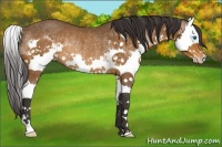 Horse Color:Buckskin Sabino Splash Rabicano 