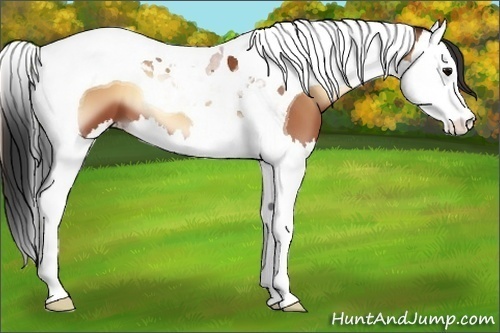 Horse Color:Bay Onyx Splash Tobiano 