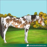 Horse Color:White Spotted Buckskin Sabino
