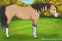 Horse Color:Bay Dun Splash 