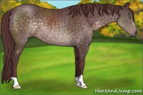 Horse Color:Platinum Chocolate Buckskin 