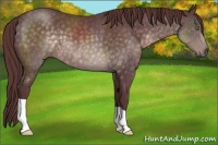 Horse Color:Platinum Chocolate Buckskin 