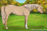 Horse Color:Red Dun Roan 