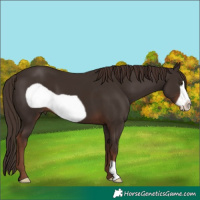 Horse Color:Liver Chestnut Frame 