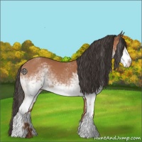 Horse Color:White Spotted Brown 