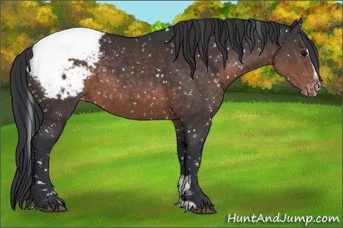 Horse Color:Brown Sabino Appaloosa 