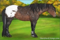 Horse Color:Brown Sabino Appaloosa 