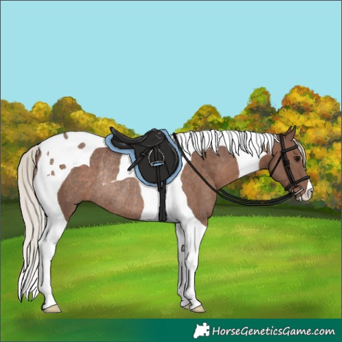 Horse Color:Silver Black Tobiano Rabicano
