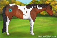 Horse Color:Brown Tobiano Rabicano 