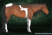 Horse Color:Bay Tobiano Rabicano 
