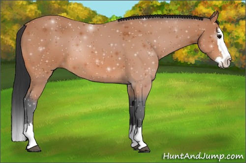 Horse Color:Bay Sabino Splash 