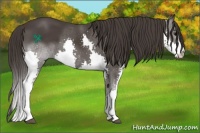 Horse Color:Smoky Black Splash 