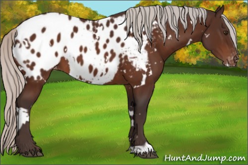 Horse Color:White Spotted Silver Brown Appaloosa 