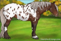 Horse Color:White Spotted Silver Brown Appaloosa 