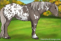 Horse Color:White Spotted Silver Black Appaloosa 