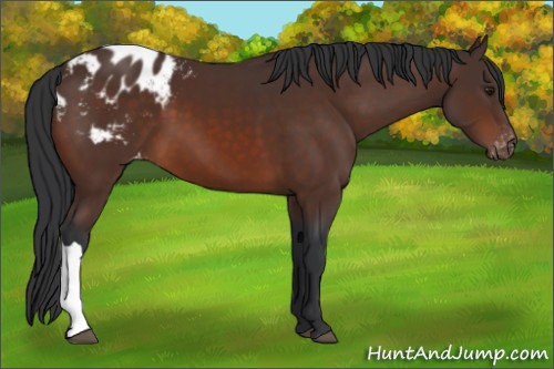 Horse Color:Brown Appaloosa 