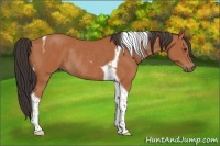 Horse Color:Bay Tobiano Rabicano 