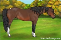 Horse Color:Bay Tobiano Rabicano 