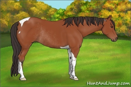 Horse Color:Bay Tobiano Rabicano 