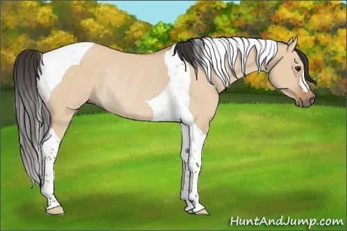Horse Color:Bay Dun Tobiano Rabicano