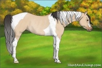 Horse Color:Bay Dun Tobiano Rabicano 