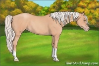 Horse Color:Silver Amber Champagne Tobiano Rabicano 
