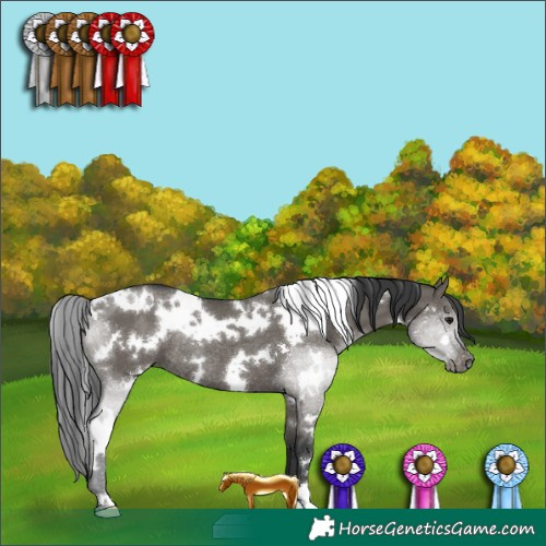 Horse Color:White Spotted Grullo Rabicano