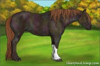 Horse Color:Midnight Chestnut Ice 