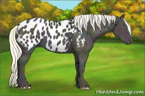 Horse Color:Midnight Palomino Ice Pearl Appaloosa