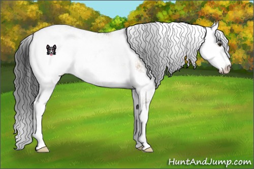 Horse Color:Brown Dun Sabino Rabicano 