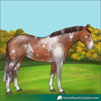 Horse Color:White Spotted Chocolate Bay Sabino 