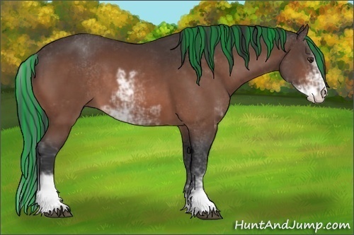 Horse Color:Painted Bay Sabino
