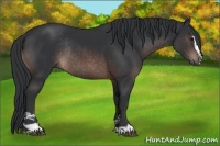 Horse Color:Brown Sabino Rabicano 