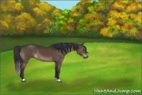 Horse Color:Brown 
