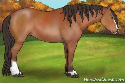 Horse Color:Bay Sabino 