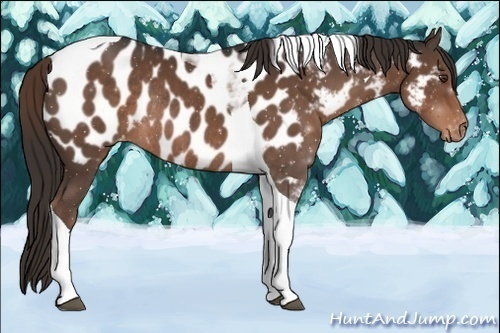Horse Color:Liver Chestnut Tobiano Near Leopard Rabicano