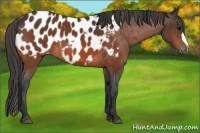 Horse Color:Bay Appaloosa 