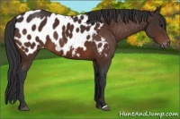 Horse Color:Brown Appaloosa