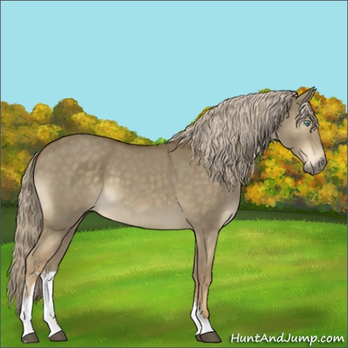 Horse Color:Chocolate Palomino Dun Mushroom Sabino 
