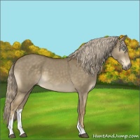 Horse Color:Chocolate Palomino Dun Mushroom Sabino