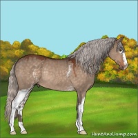 Horse Color:White Spotted Silver Bay Dun Rabicano