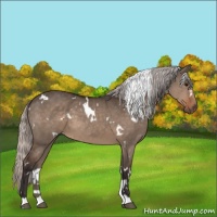 Horse Color:White Spotted Silver Brown Dun
